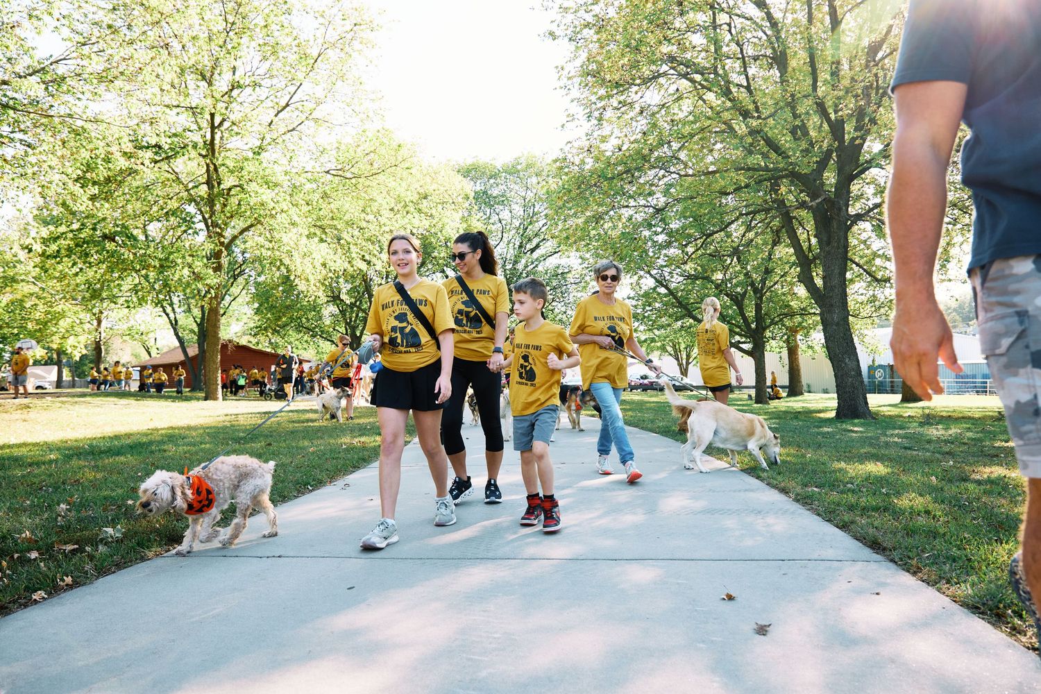 Group of people walking dogs on a sunny path through a park during an organized outdoor event.