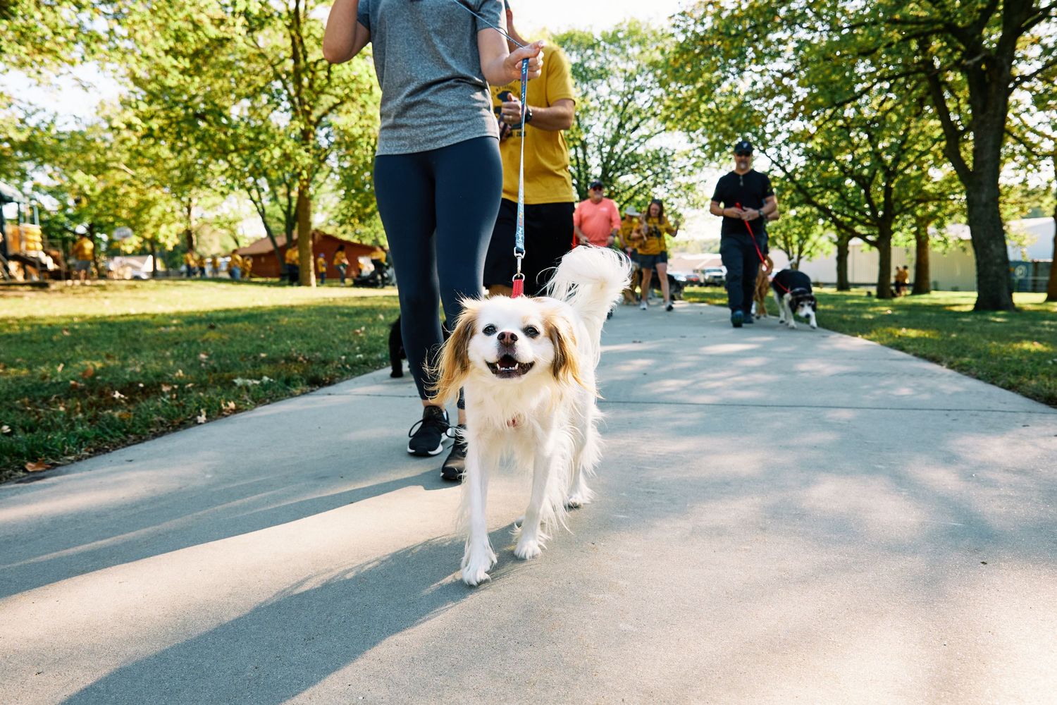 Dogs and their handlers walking together on a paved path surrounded by green trees.