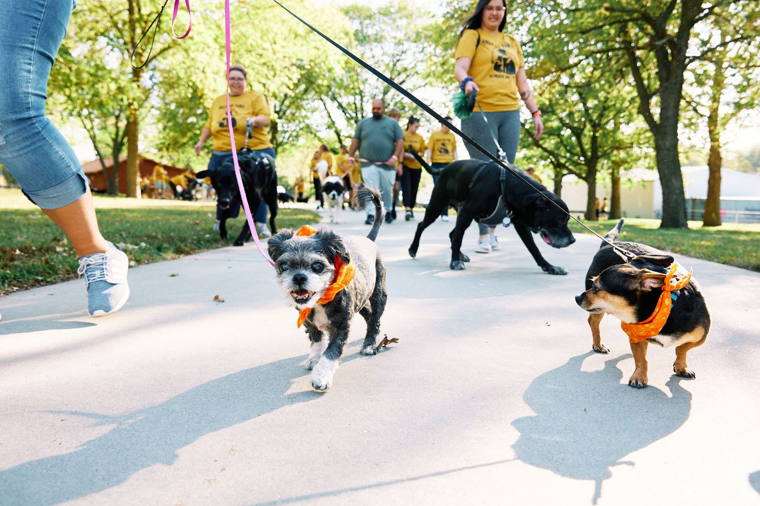 Dogs and owners walking together on a paved trail during an outdoor event.