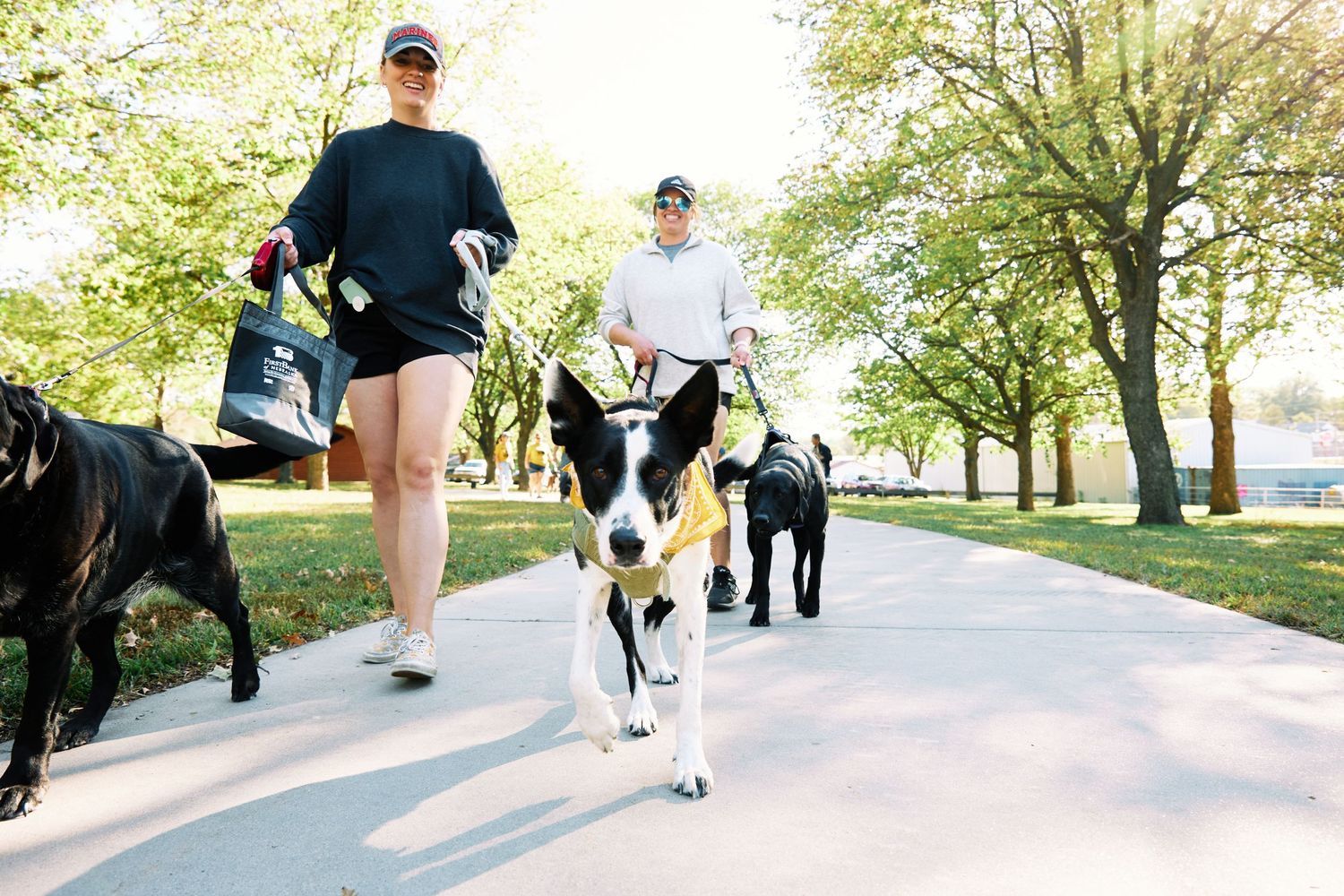 People and their dogs walking together on a sunny path with trees in the background.