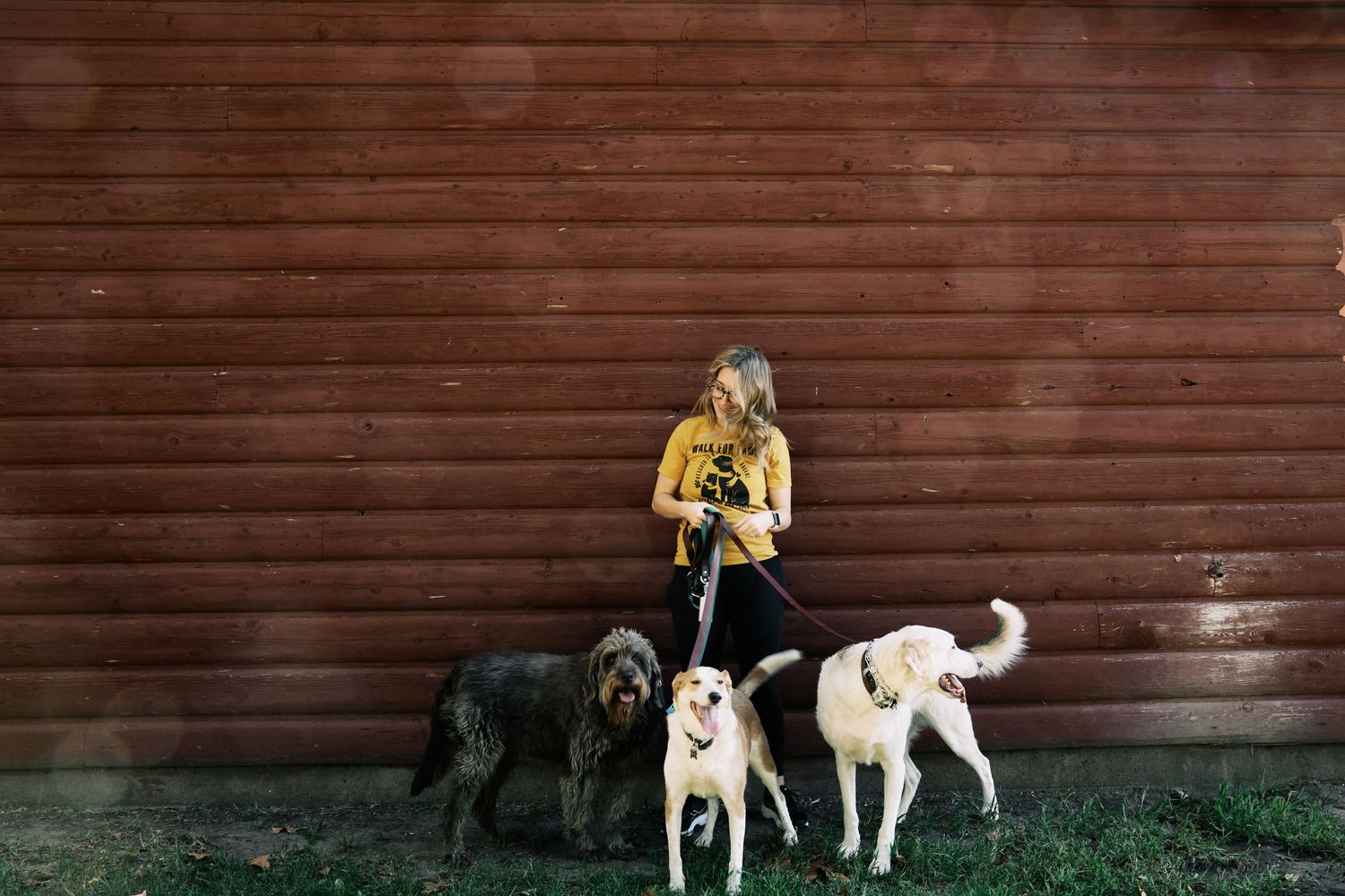 Multiple dogs of different breeds standing together near a brown wooden wall.
