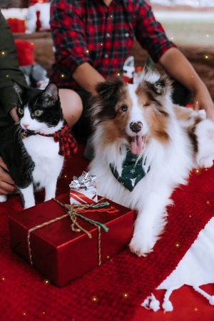 A black and white cat and sheltie dog pose with Christmas presents on a red blanket.