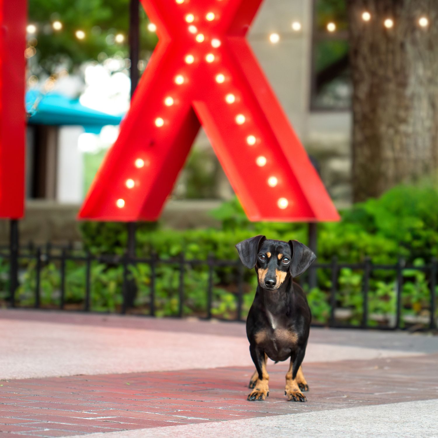 A small dachshund stands in front of a large illuminated red X sign at night.