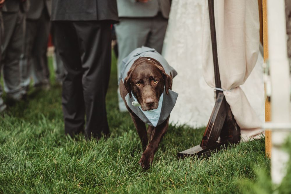 Professional wedding photo - dog