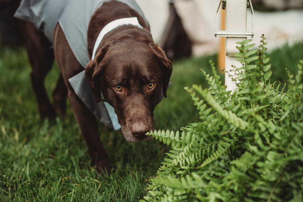 Professional wedding photo - dog