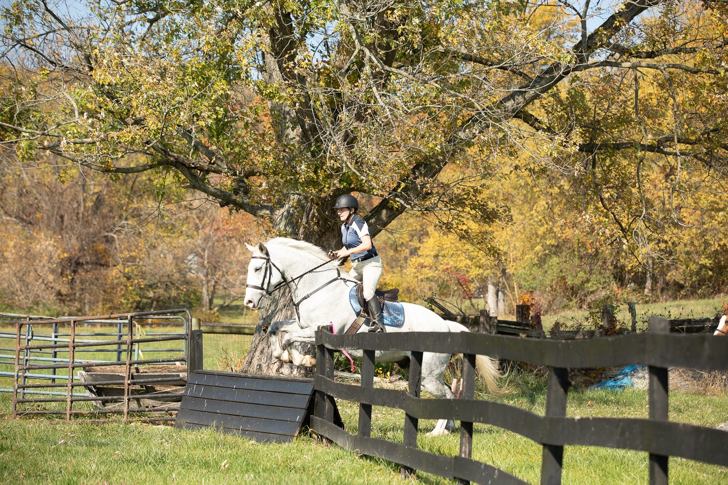 White horse with rider jumping a fence
