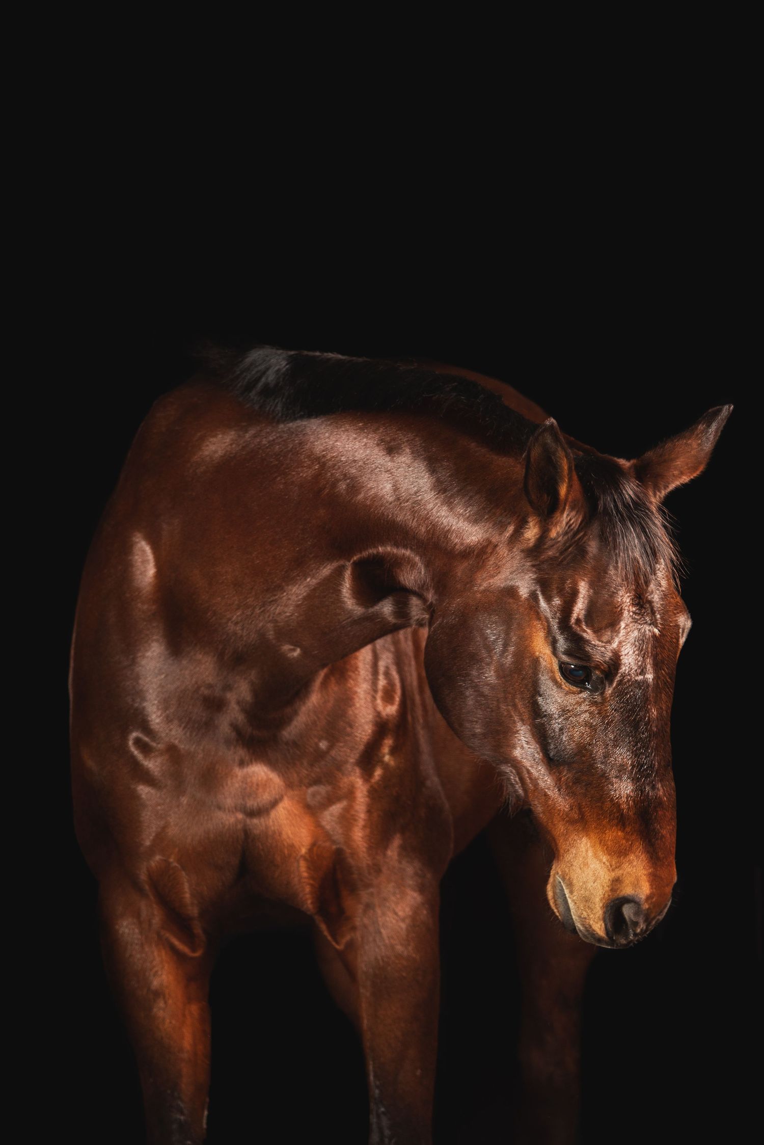 black background horse portrait