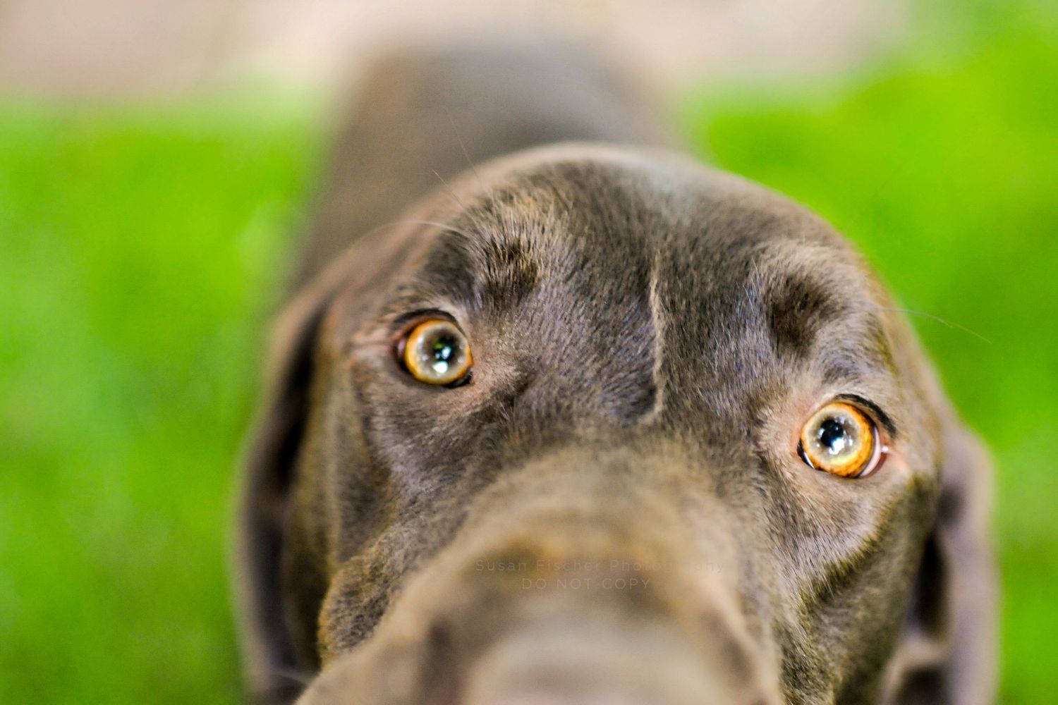 Eyes of a chocolate Labrador Retriever