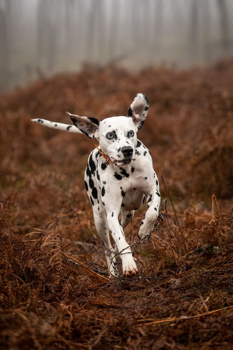 Energetic Dalmatian puppy running through brown autumn ferns.