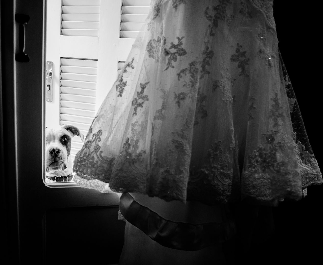 A delicate lace wedding dress detail with a small dog peeking through window blinds.