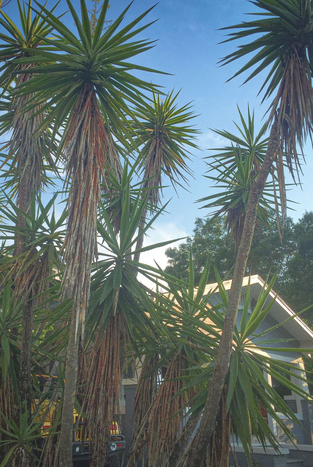 Row of tall yucca palm trees against blue sky and residential buildings.