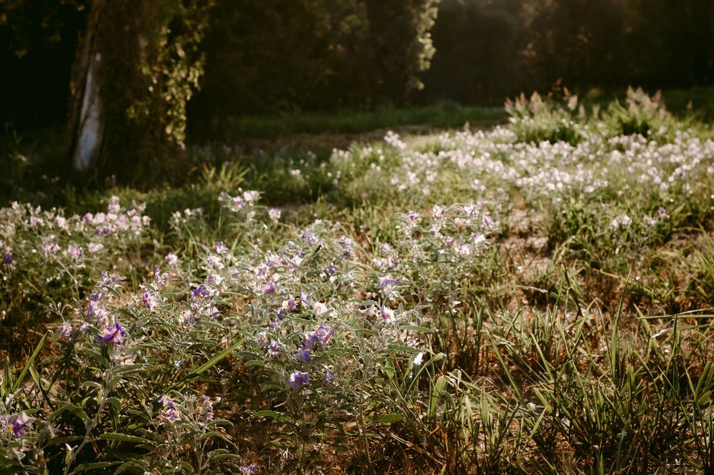 Luling, Texas Photographer - Katy Montoya Photography | Karnes City, Texas Photographer - San Antonio, Texas Photography
