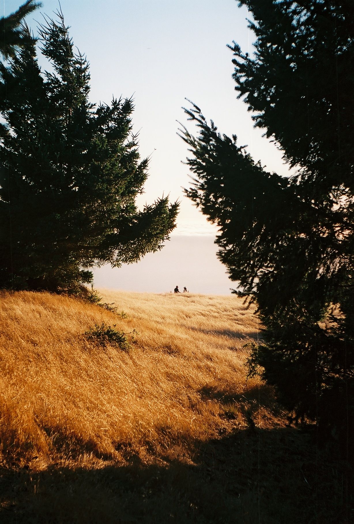 Sunset view through evergreen trees of a golden hillside with tiny silhouettes in distance.