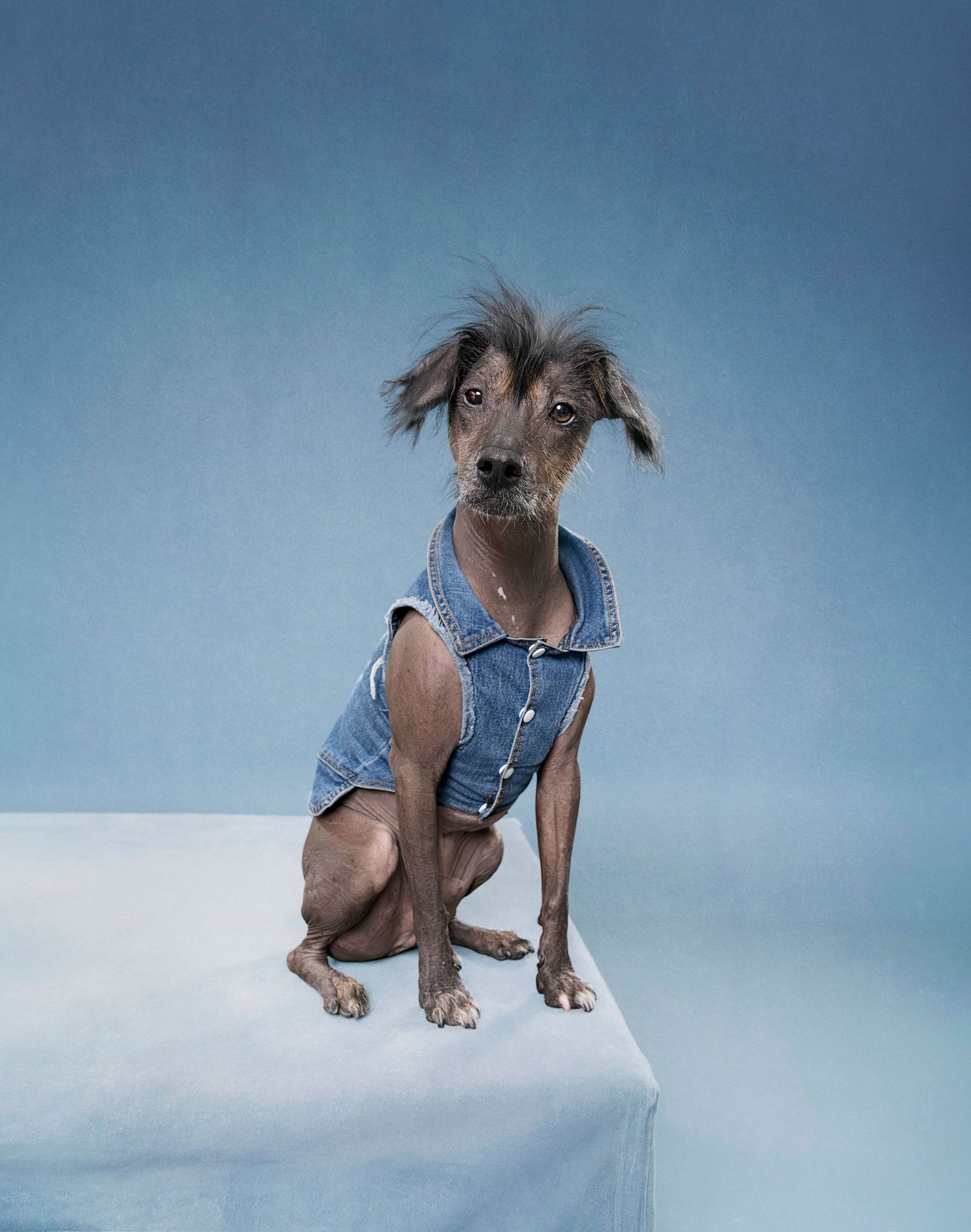 Toronto Animal Photographer