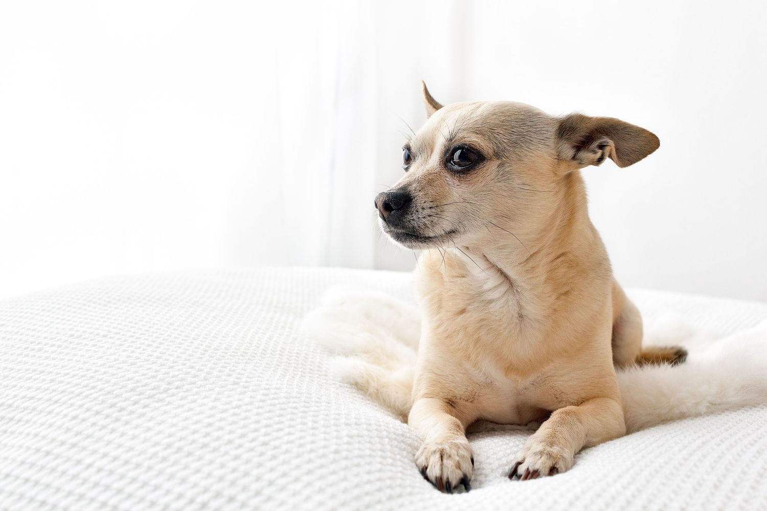 Chihuahua dog laying on beanbag in Pet photography studio studio in Victoria BC