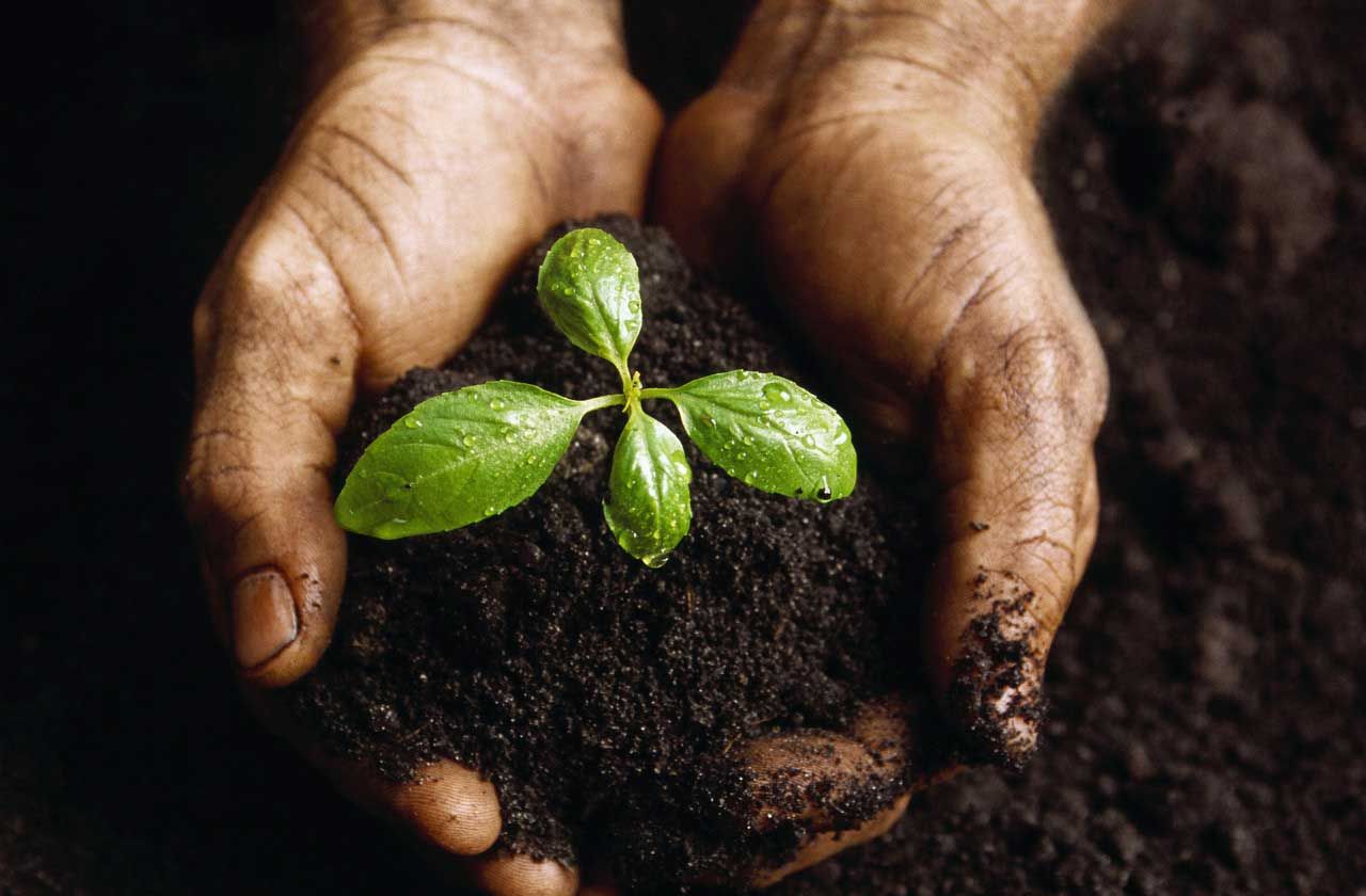 Hands holding dirt with a seedling growing out of the center of the dirt.