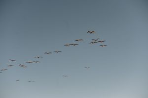 A flock of birds flying in formation against a serene blue sky.