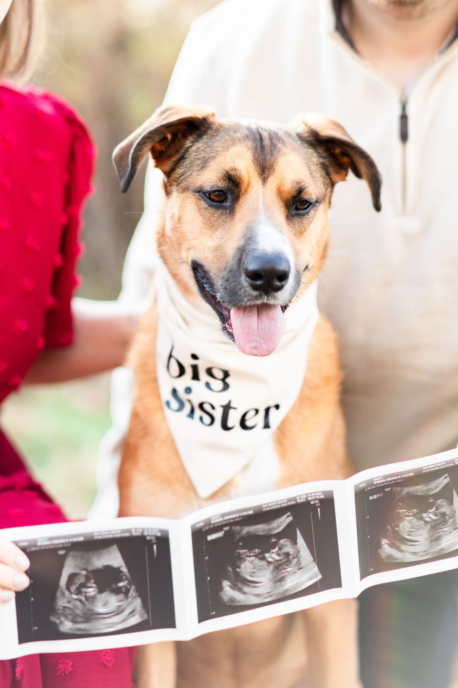 Dog wearing 'Big Sister' bandana poses with ultrasound photos for pregnancy announcement.