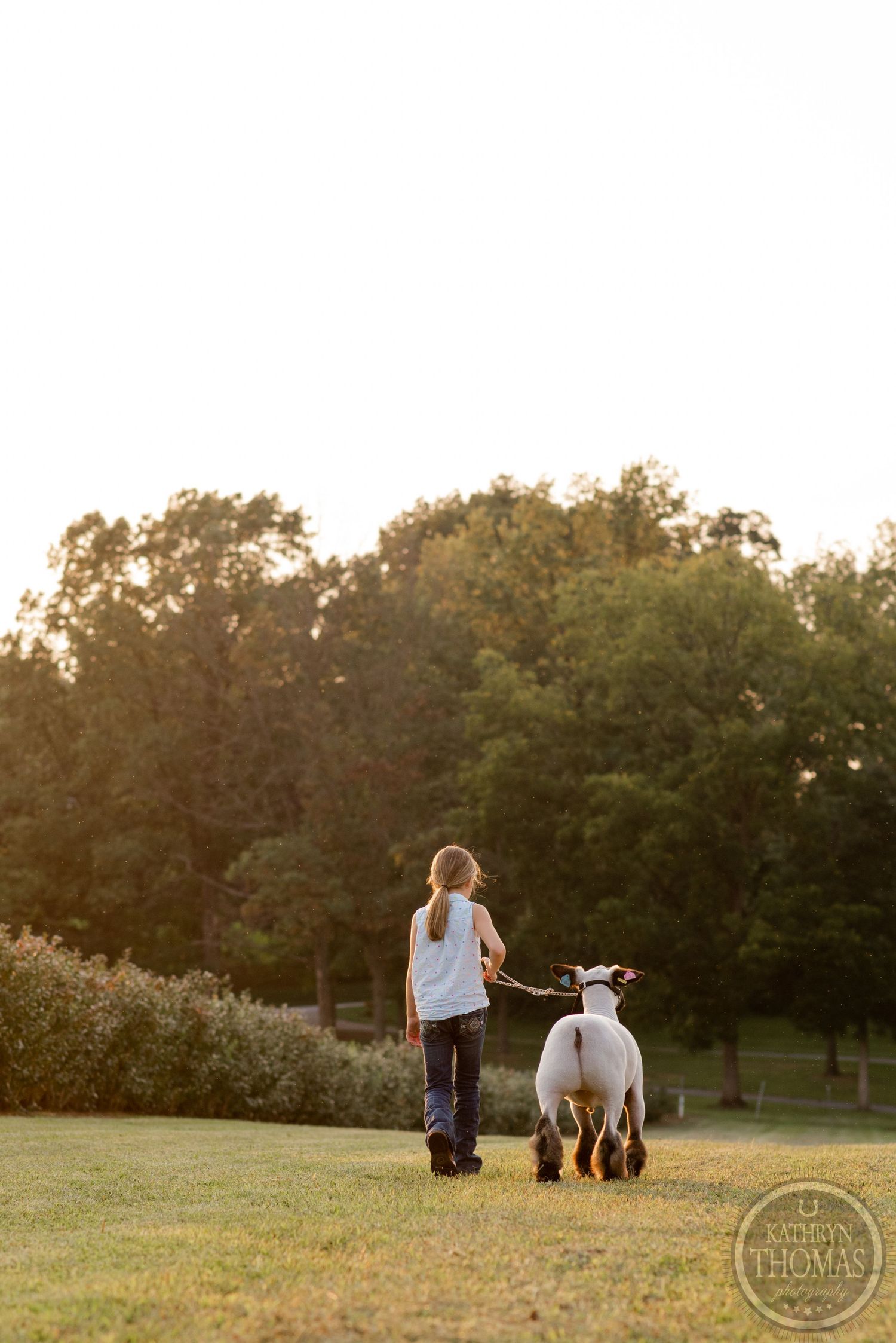 Handler walks with show lamb across grassy field in golden evening light.