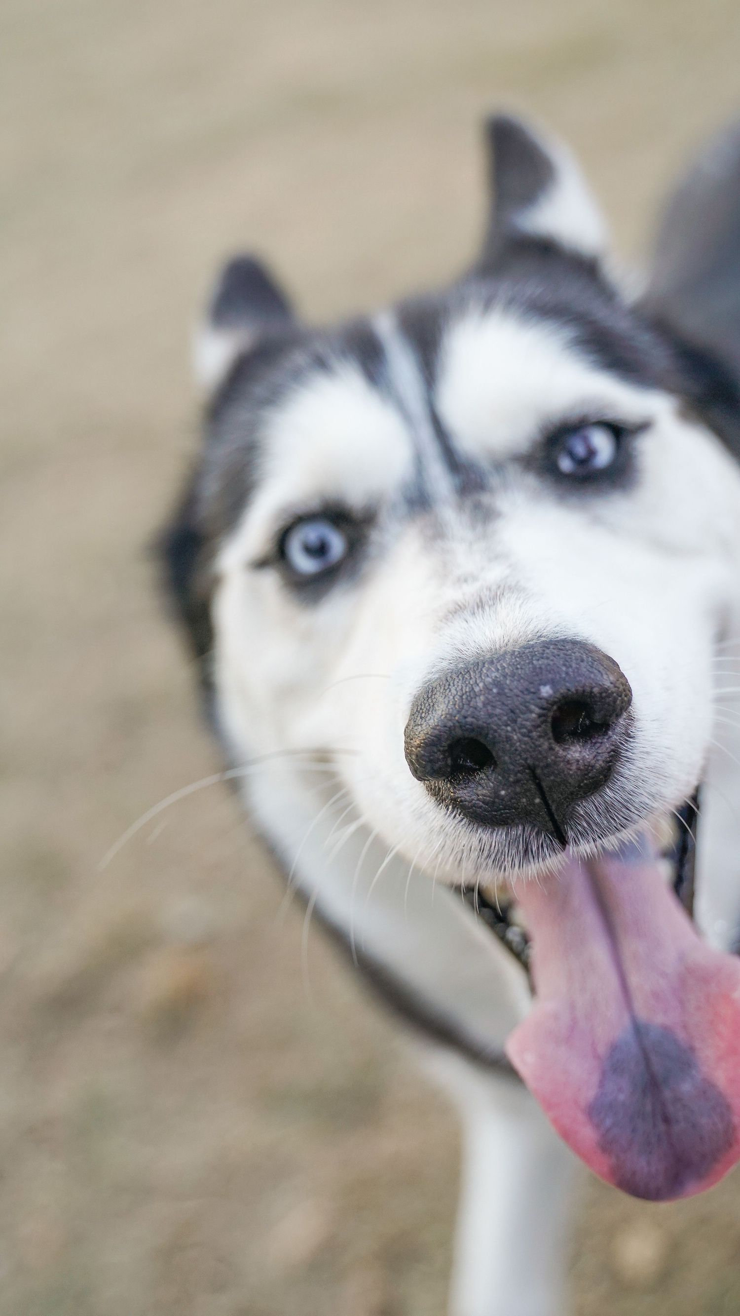 Book your Pet Session with Taylor Renee Photography in South Carolina and Beyond
