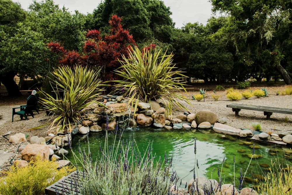 Serene garden pond surrounded by ornamental grasses, yucca plants, and red flowering shrubs.