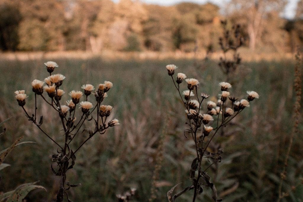 Dried wildflowers silhouetted against a blurred natural background in warm autumn tones.