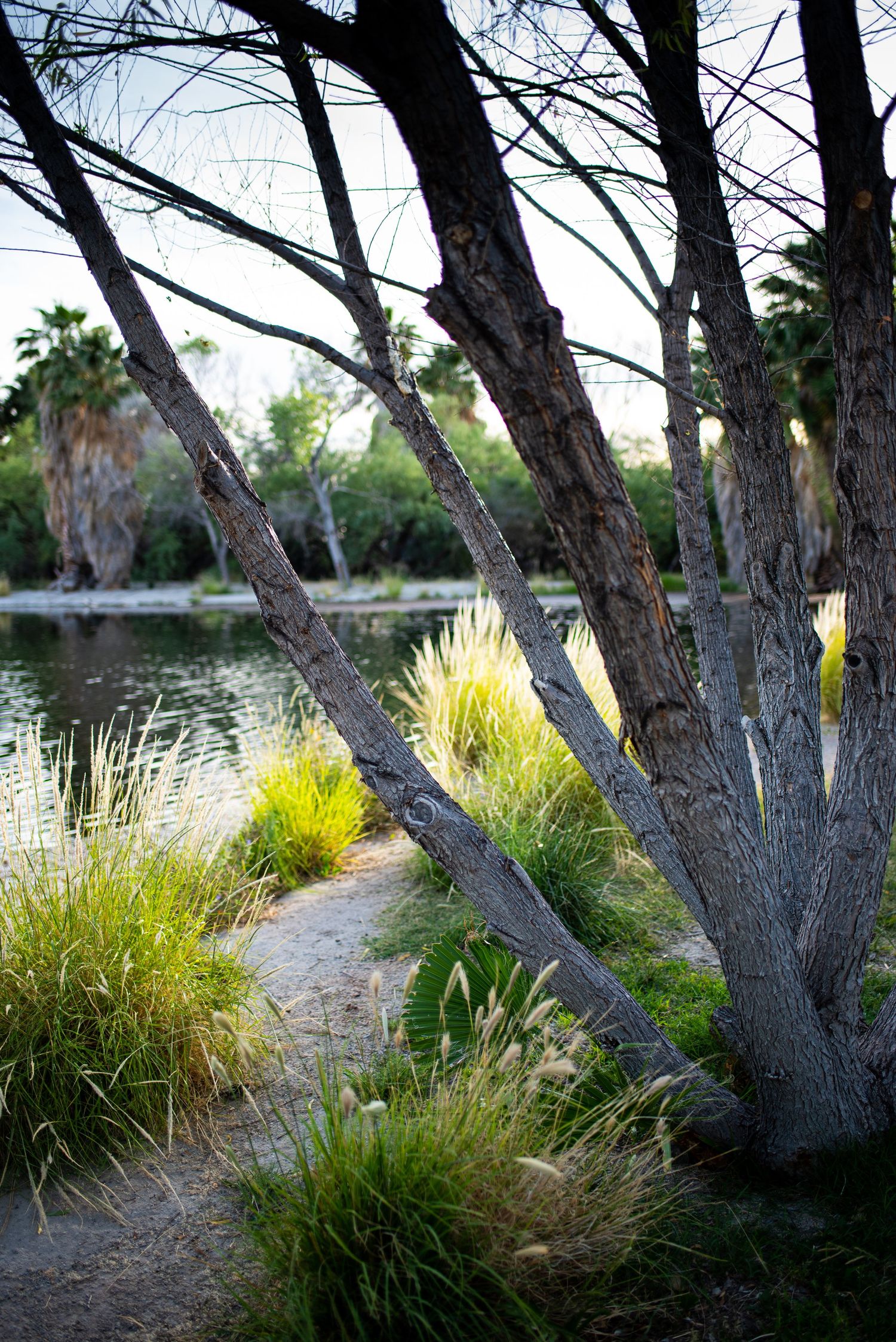 Agua Caliente Park   One of my favorite locations for a family shoot.  sunsets, palm trees, little lake, flowing water.