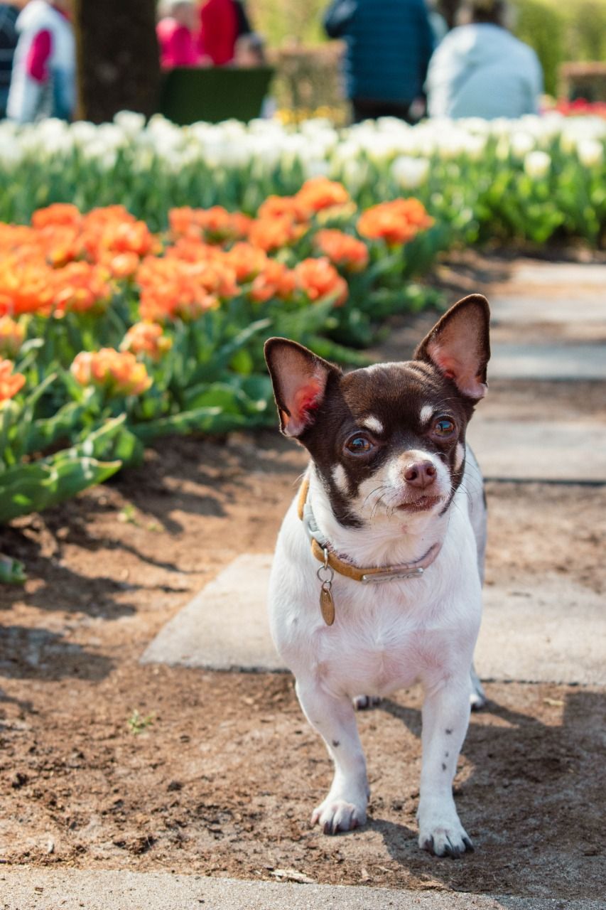 Pet Photograph