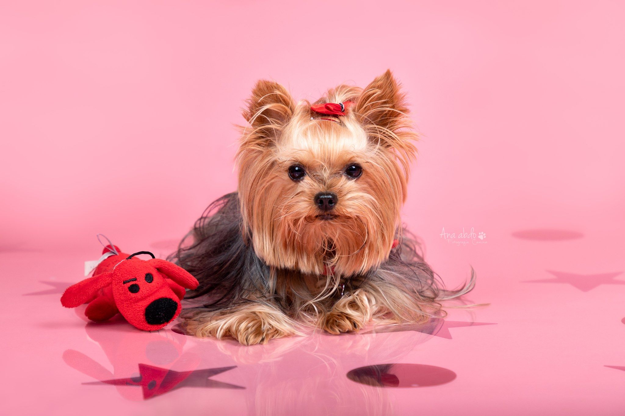 Fotografía canina