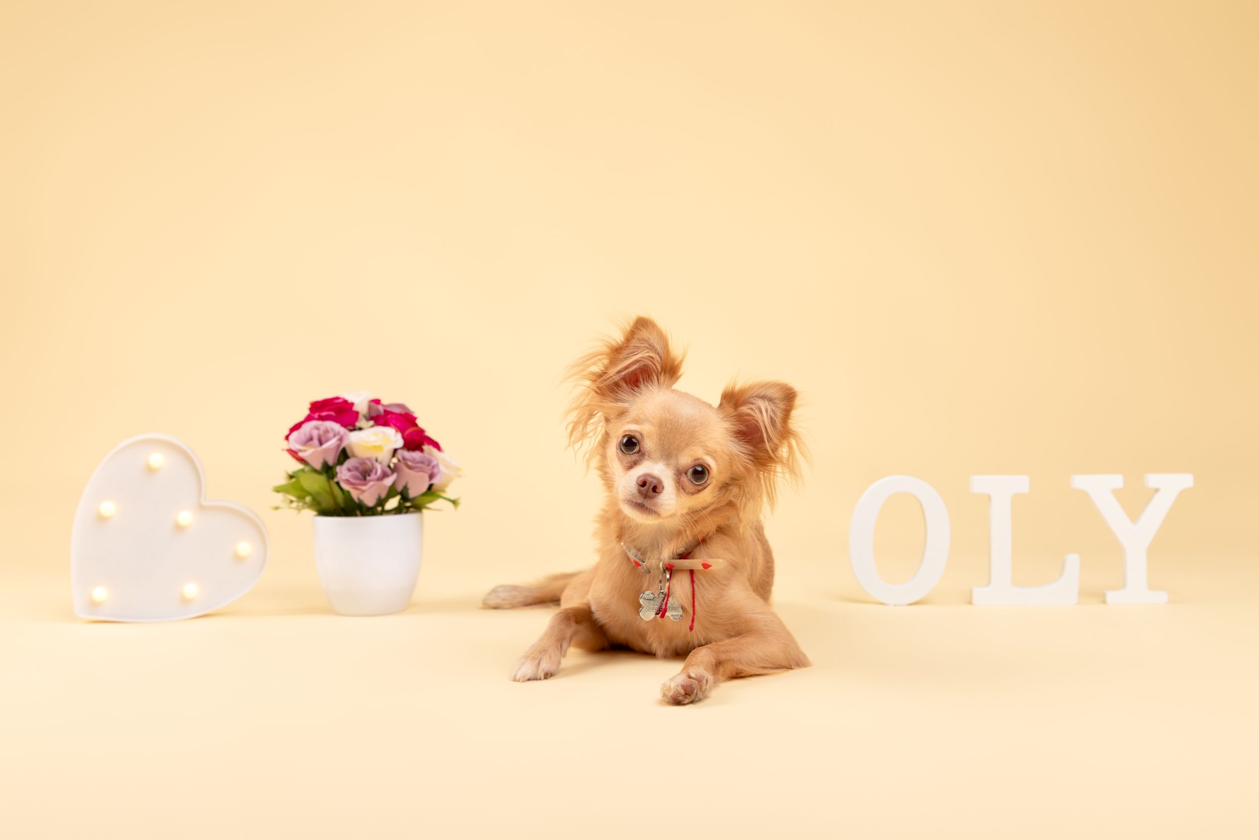 sesiones para perros