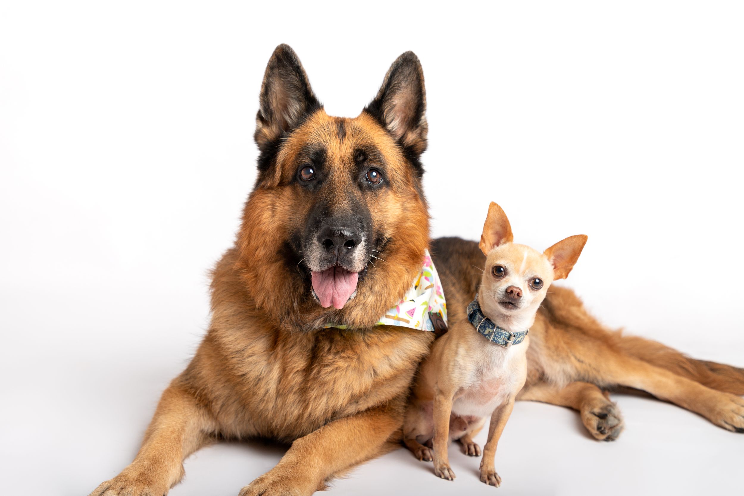 Fotografía canina