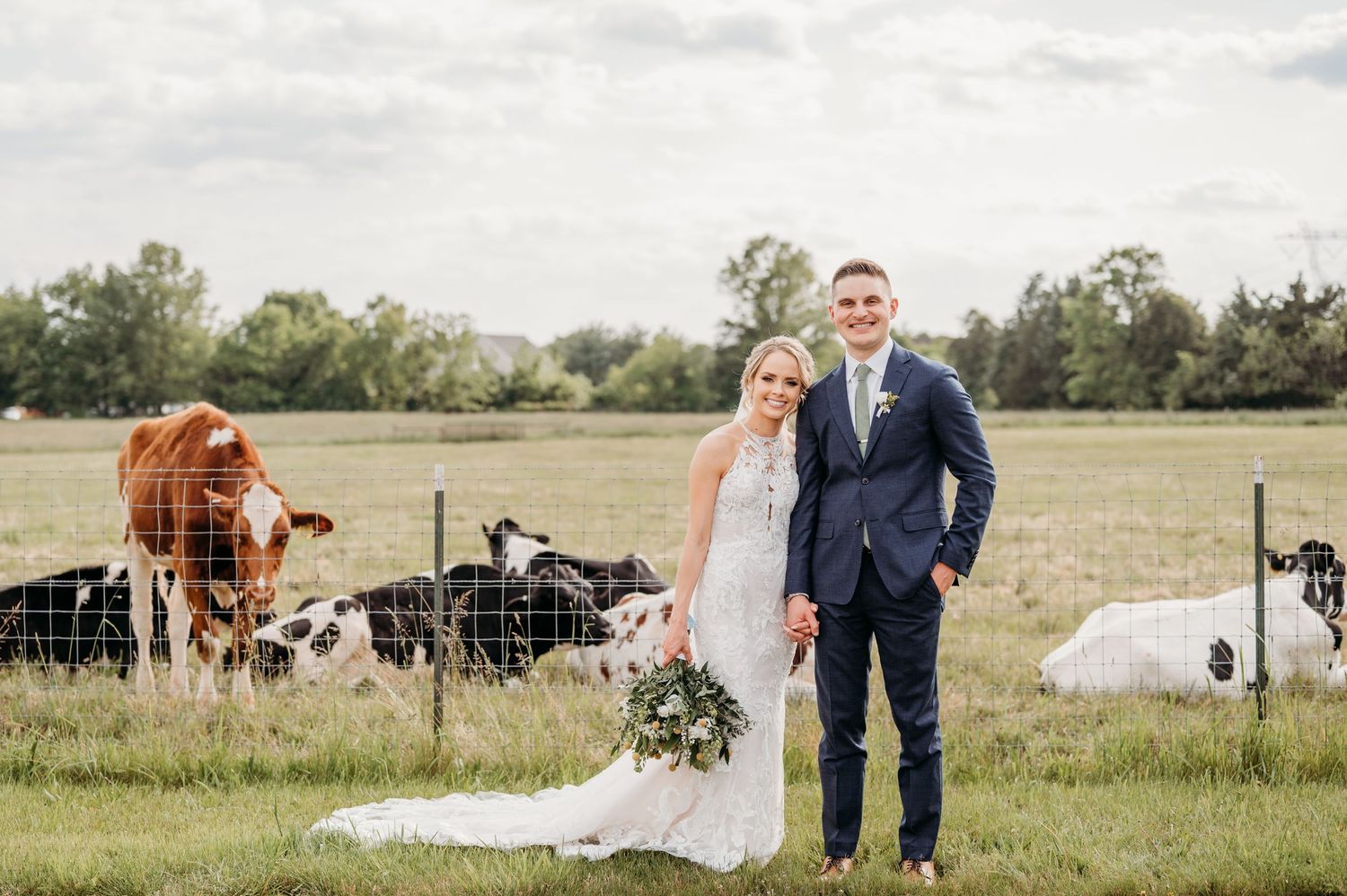 A wedding couple poses in a field with grazing cattle, including a brown cow and black and white cows in the background.