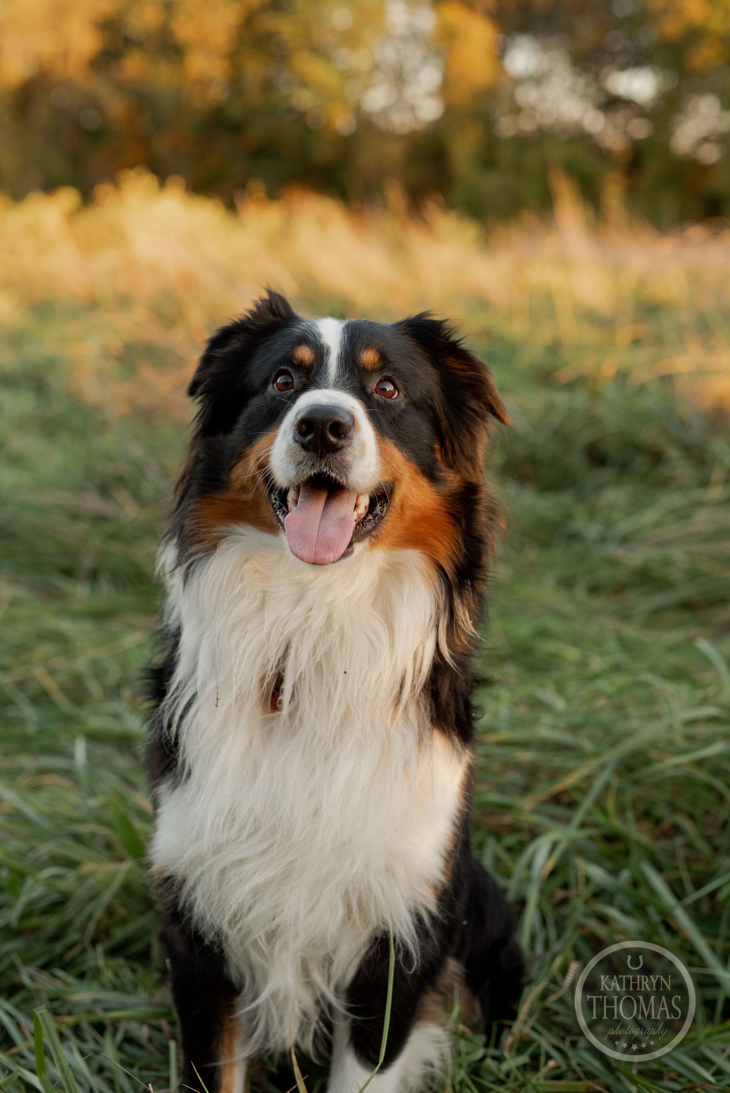 Happy Australian Shepherd dog with tricolor coat smiling at camera in outdoor field setting.