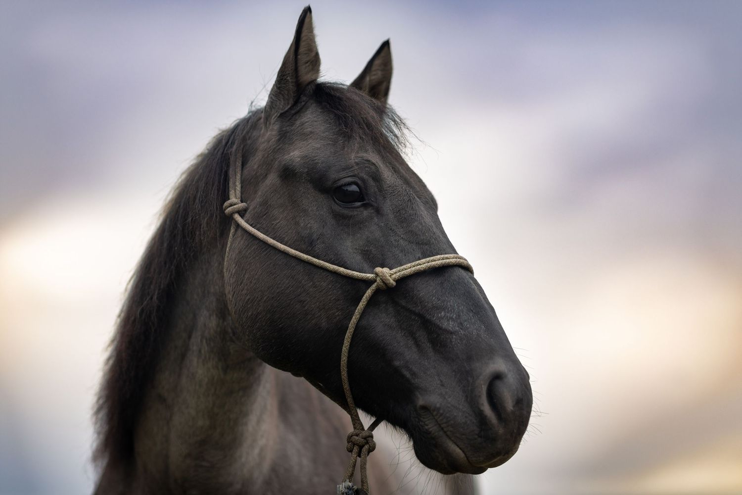 black horse looking away from camera