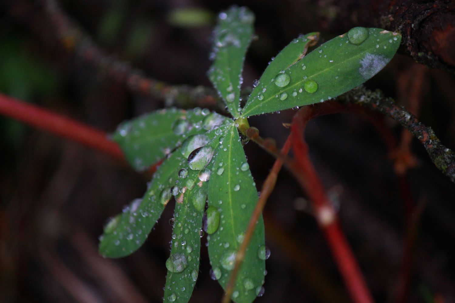 Close-up of green leaves with water droplets in dark natural setting.