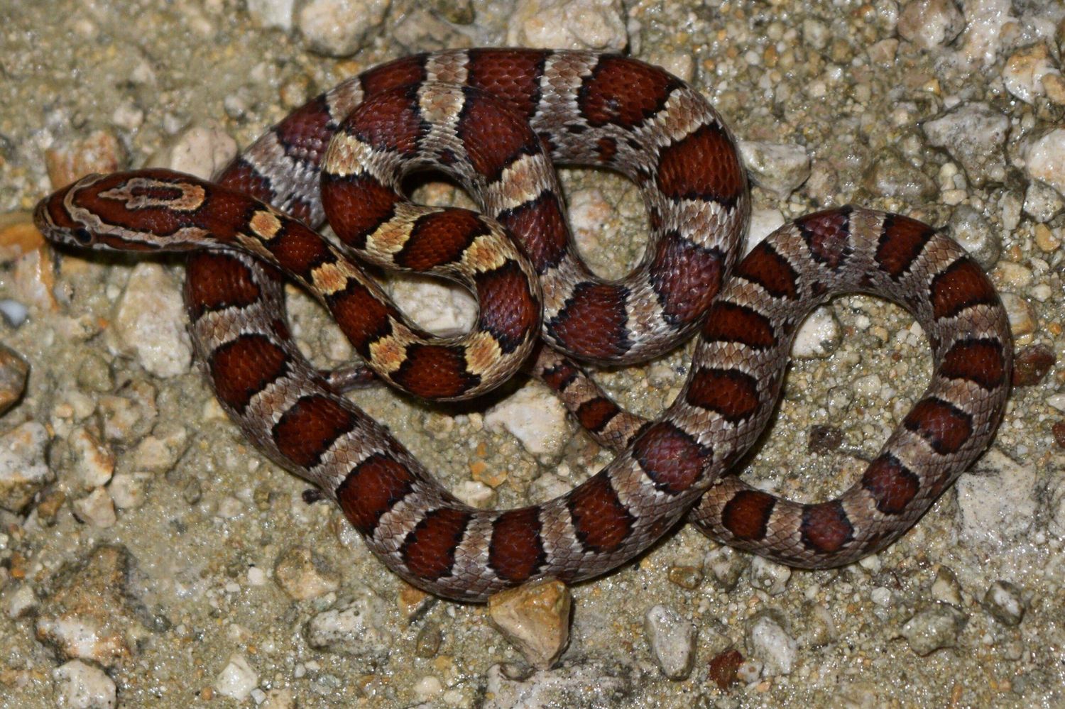 Gone herping