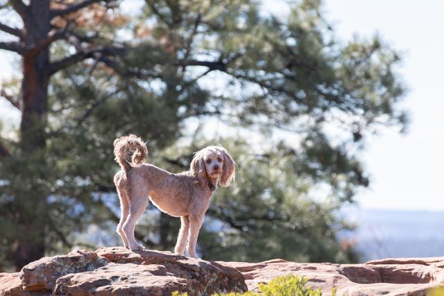 dog portraits in nature Rim trail in Pinetop/Lakeside