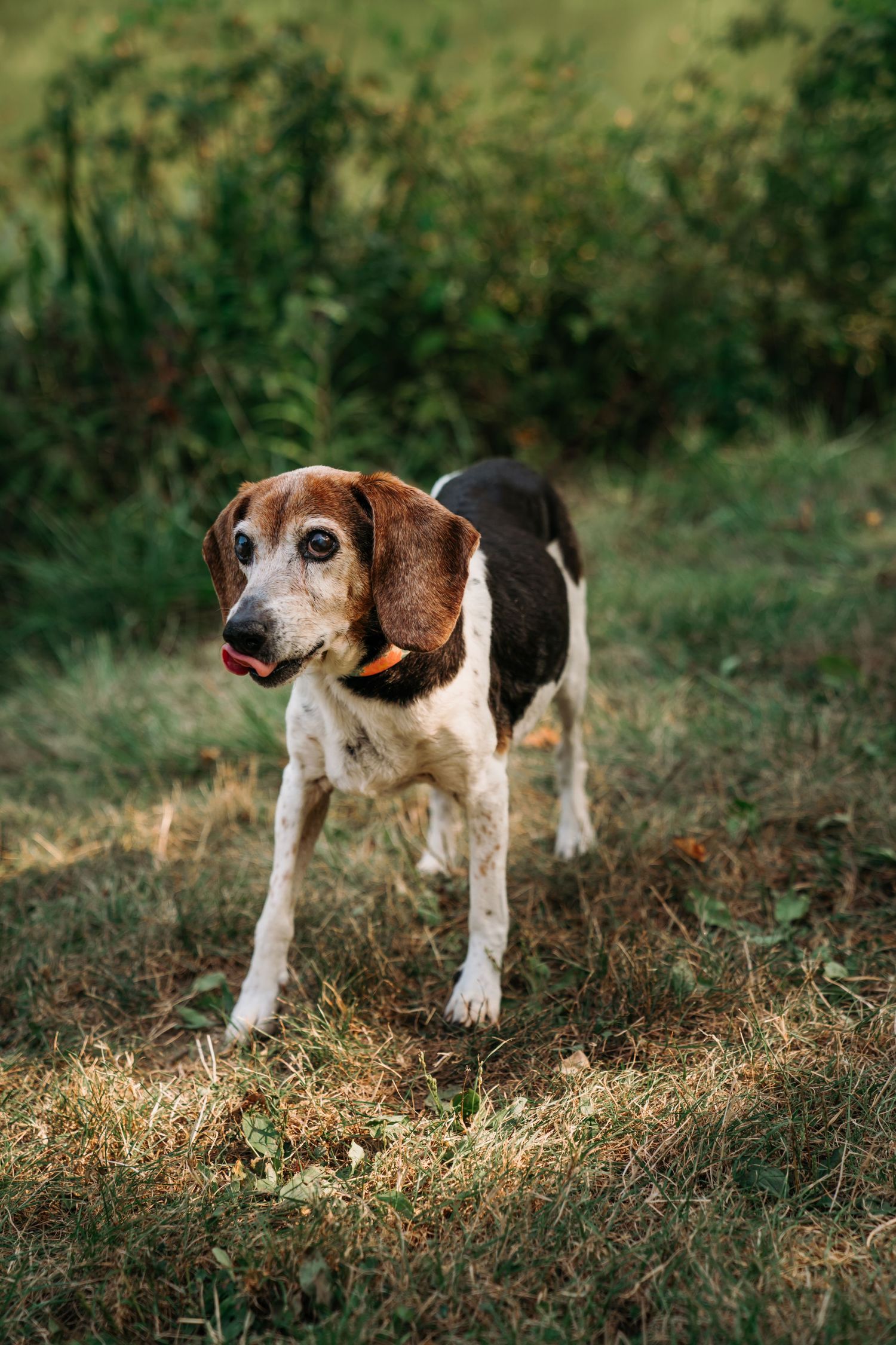 beagle rescue dog crosses rainbow bridge in Cincinnati pet photographer near me