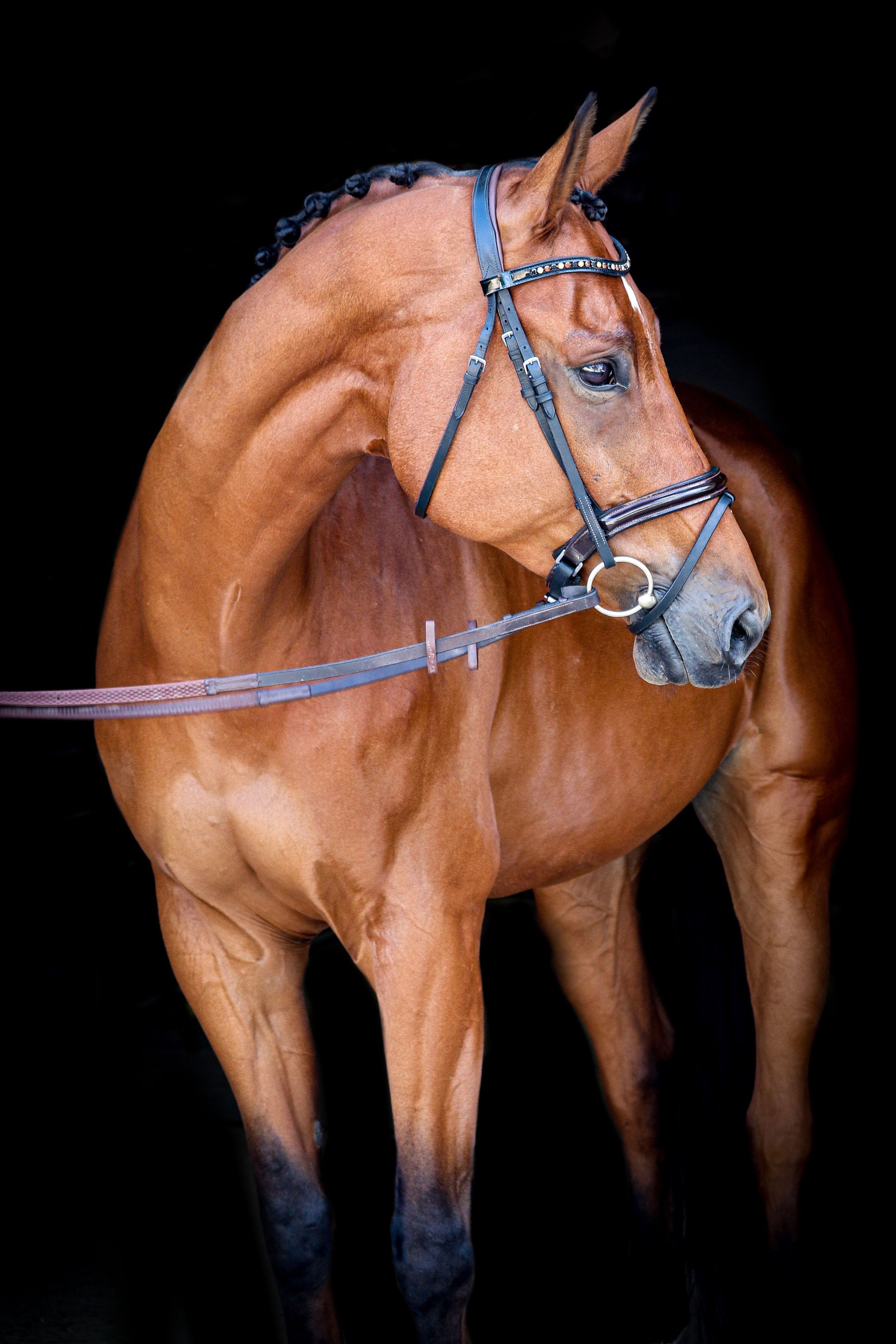 Equine Photography Within the Eye Photography