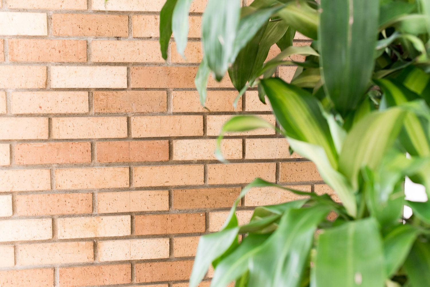 Warm brick wall and corn plant inside natural light photography studio