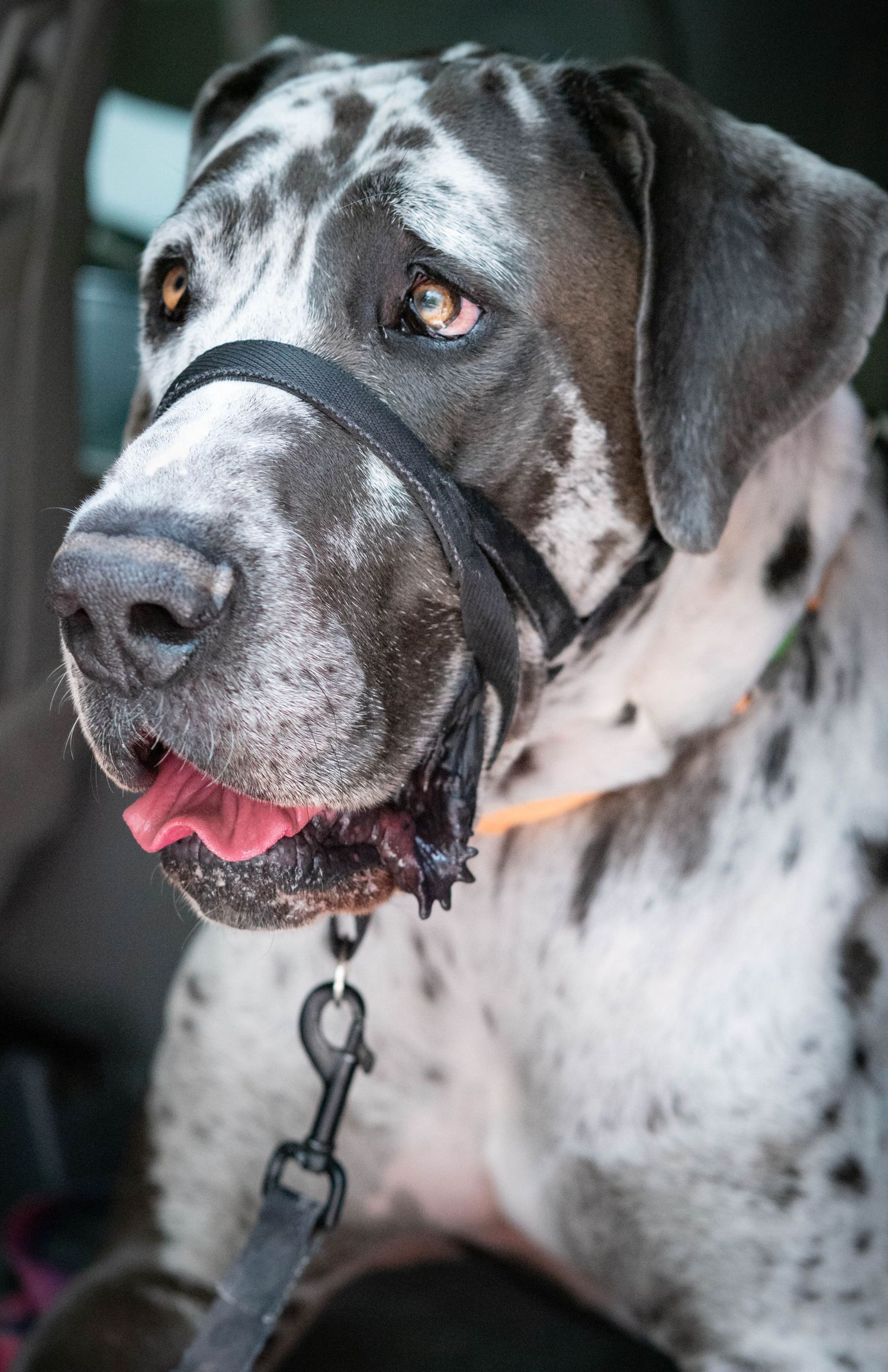 Close-up portrait of a merle Great Dane wearing a halter leash in a vehicle.