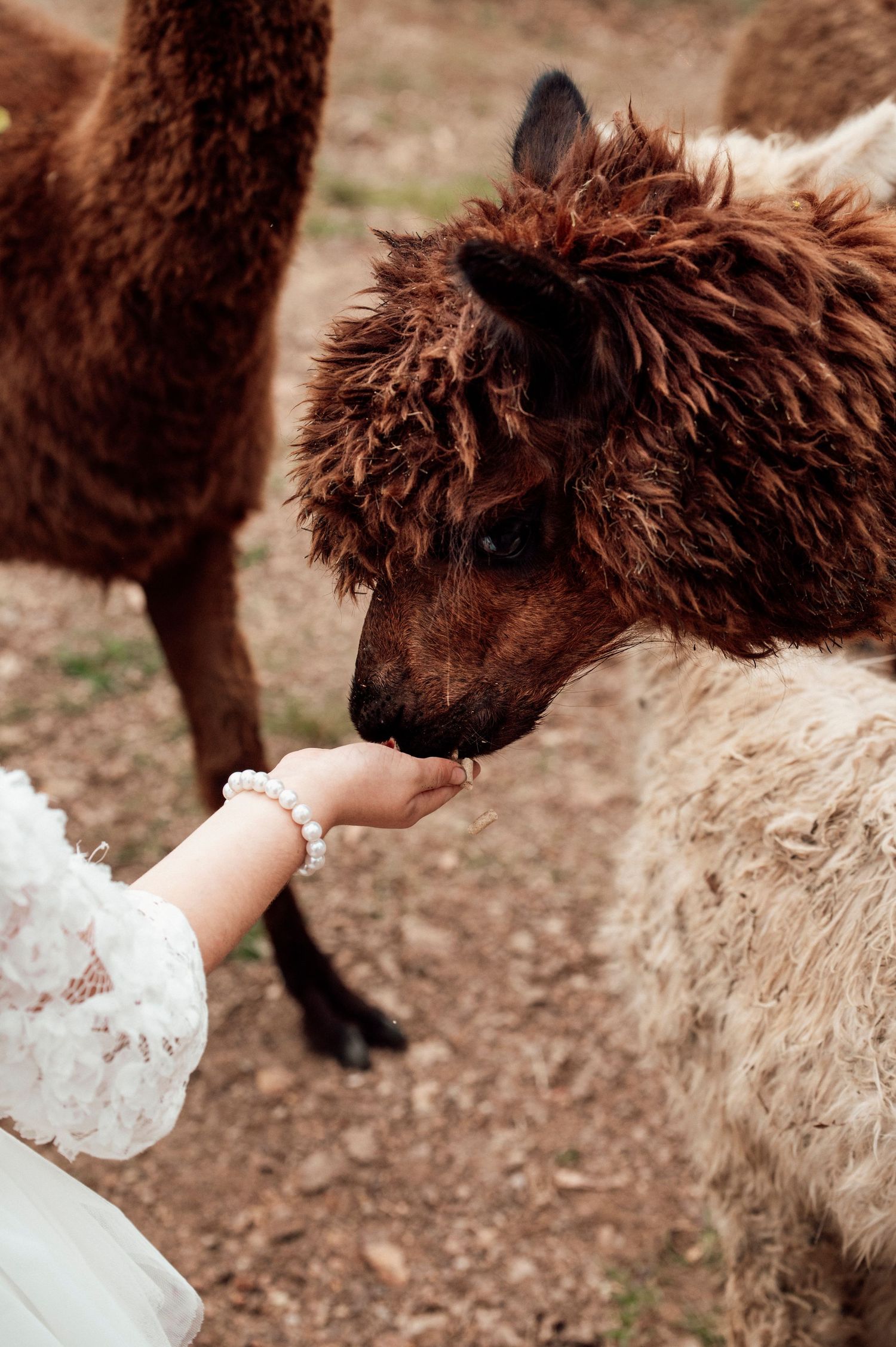 little hand feeding alpacas at Nature Domes