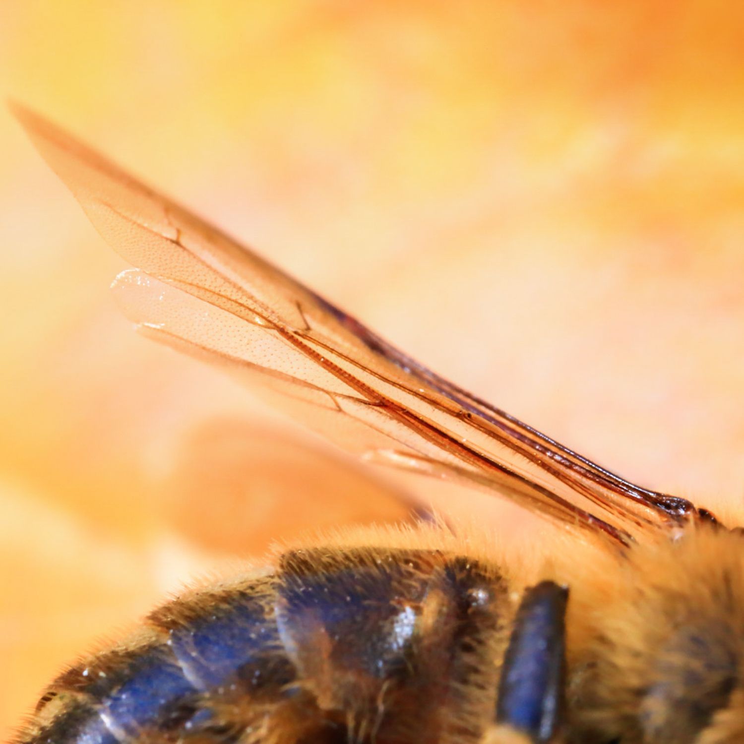 Macro Photography of a bee's wing photographed by Dragon Papillon Photography