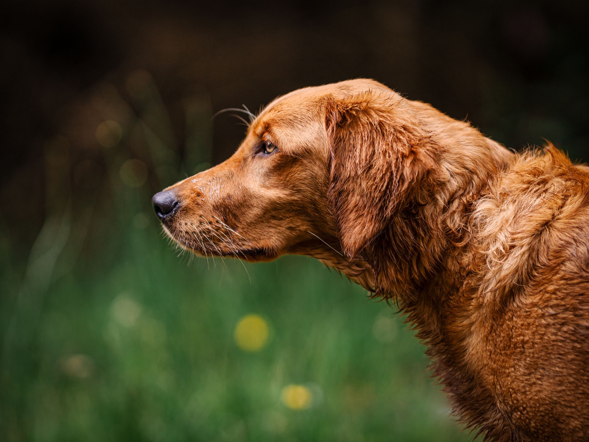 Golden retriever side profile
