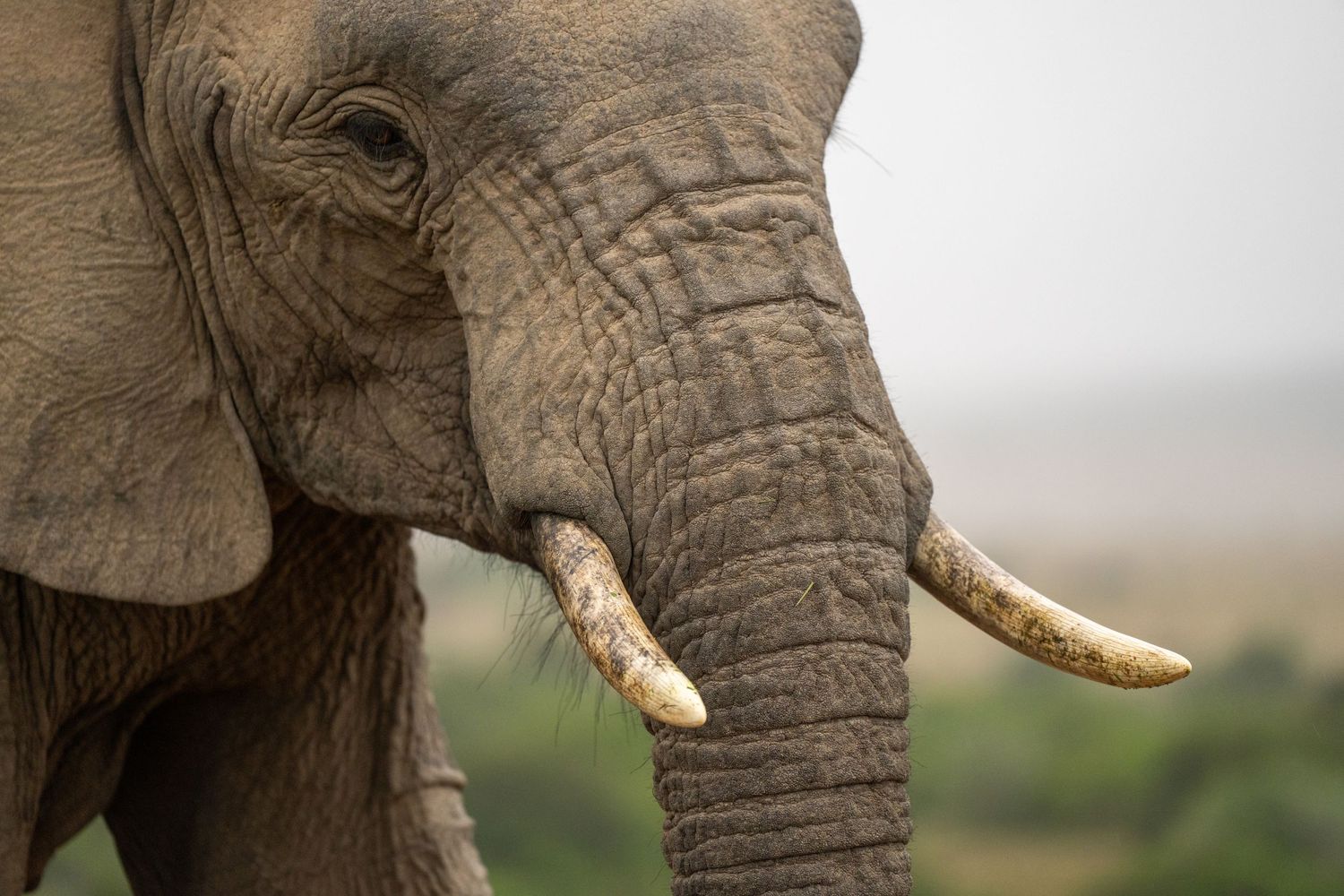 Close-up profile shots of an African elephant's tusks and trunk against a light background.