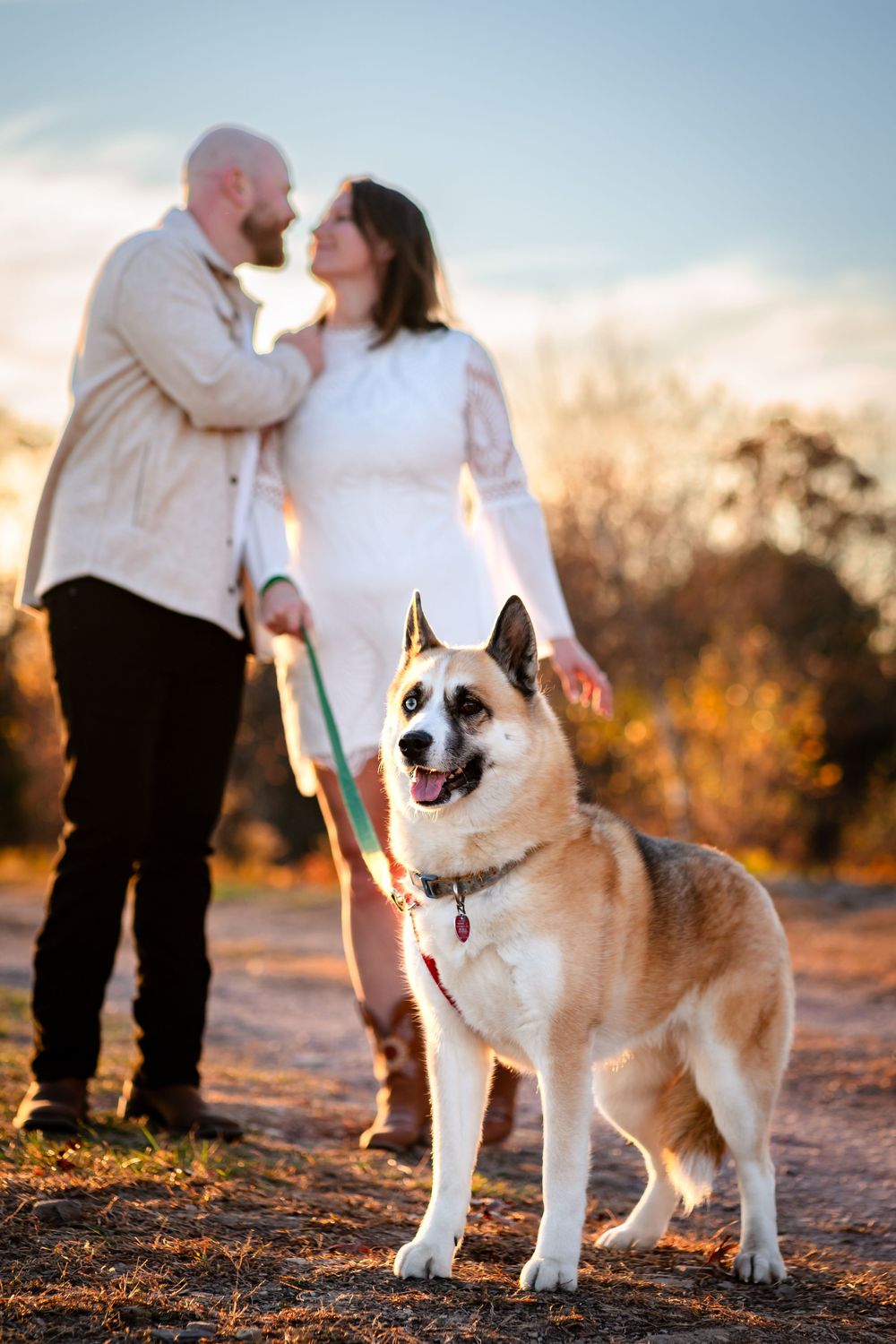 A happy corgi dog poses in a field at sunset while a couple shares a romantic moment in the background.