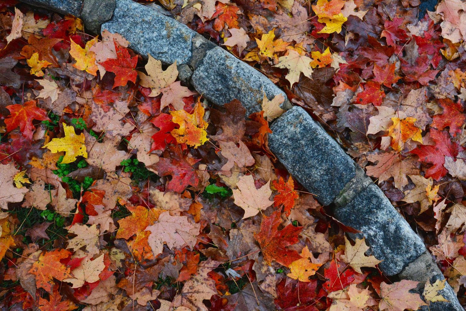 Leaves and Curb_Small