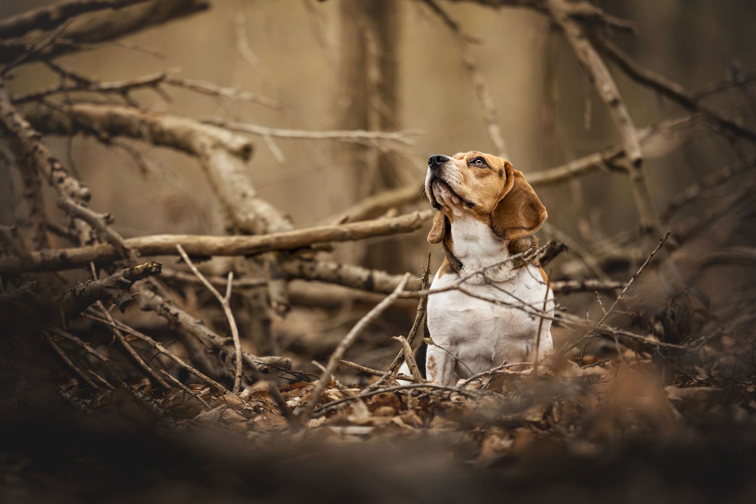 Beagle puppy looking upward thoughtfully among bare tree branches in a moody forest setting.