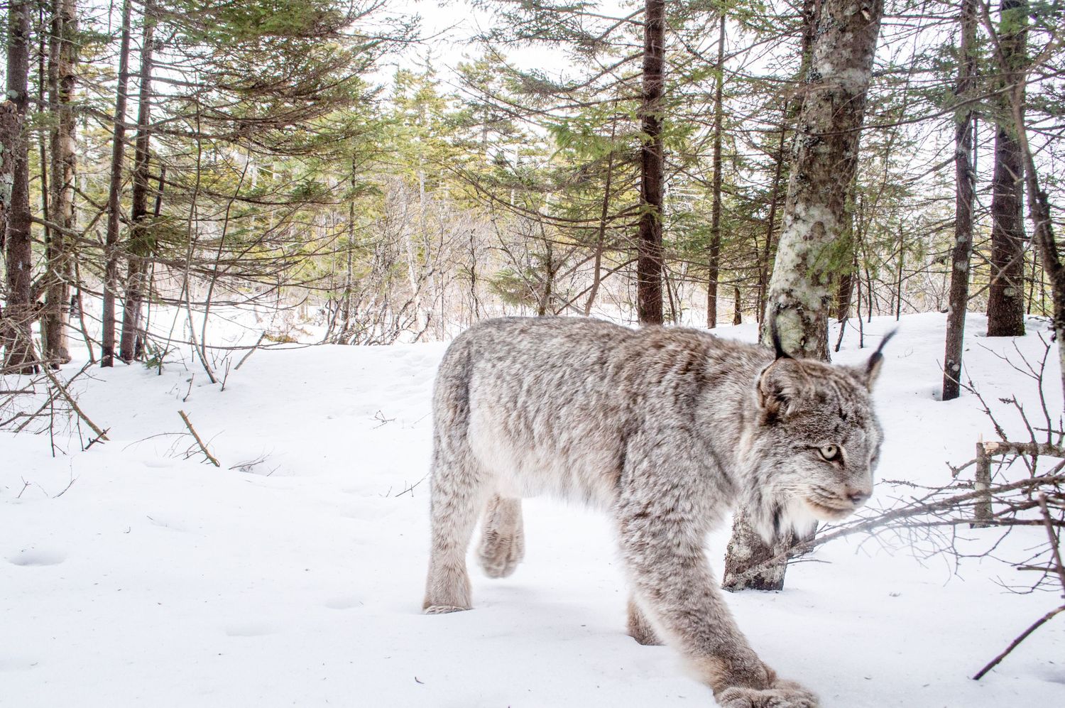 MAINE CANDIAN LYNX. LYNX PHOTO, DSLR CAMERA TRAP Photography, CAMERA TRAP, DSLR CAMERA TRAP