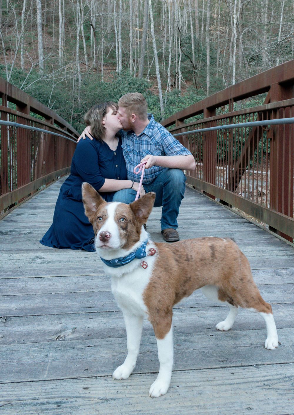 Couple kissing on a wooden bridge with a brown and white Border Collie dog standing in the foreground. Engagement Photographer.
